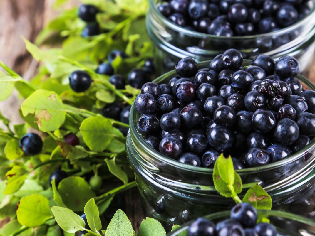 Krzewy jagodowe Mogilno