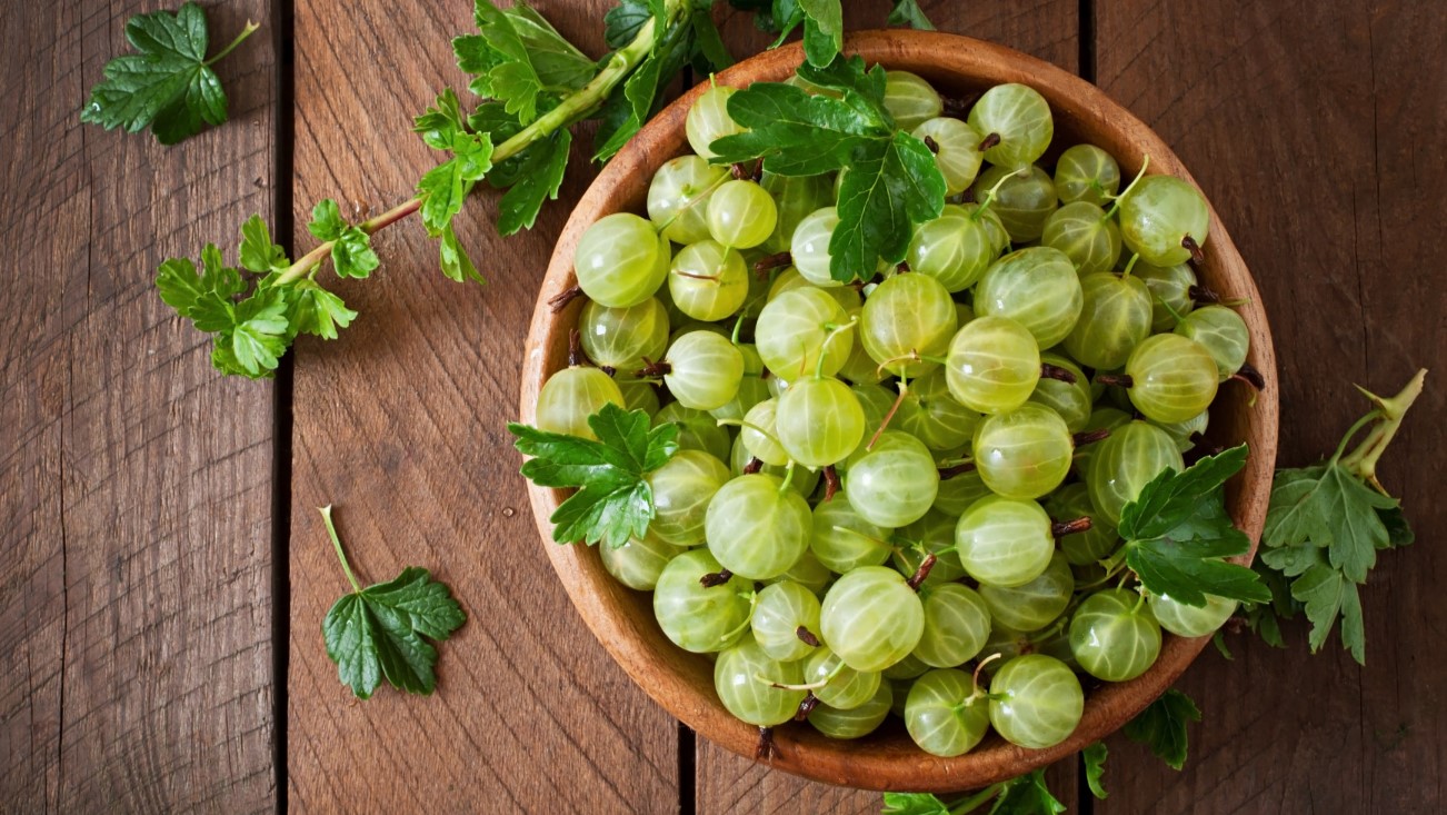 Sadzonki agrestu Mogilno