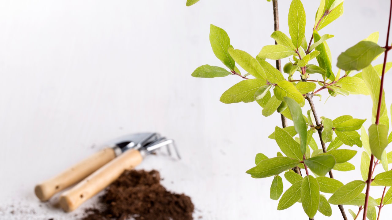 Sadzonki jagody kamczackiej Bydgoszcz