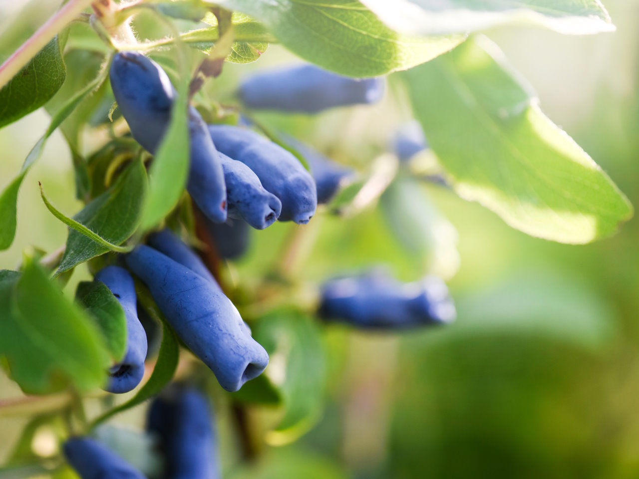 Sadzonki jagody kamczackiej Mogilno