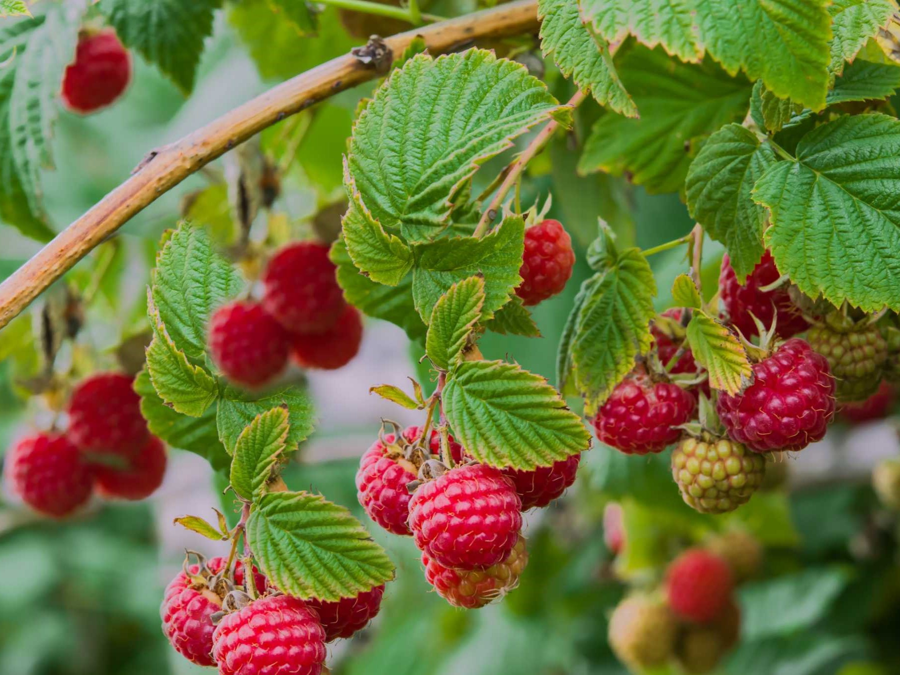 Sadzonki malina Mogilno