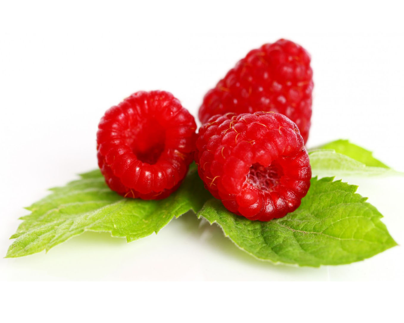 Sadzonki malinojeżyna Bydgoszcz