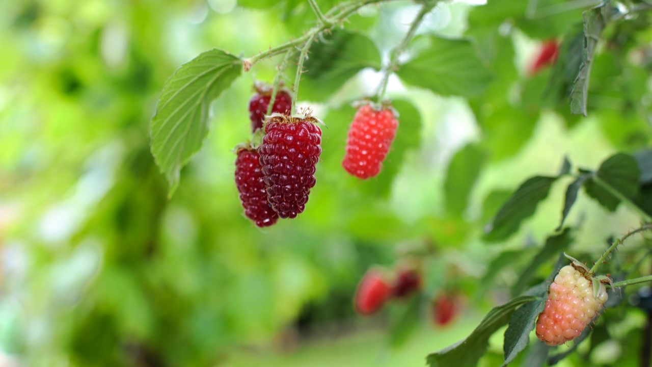 Sadzonki malinojeżyna Bydgoszcz