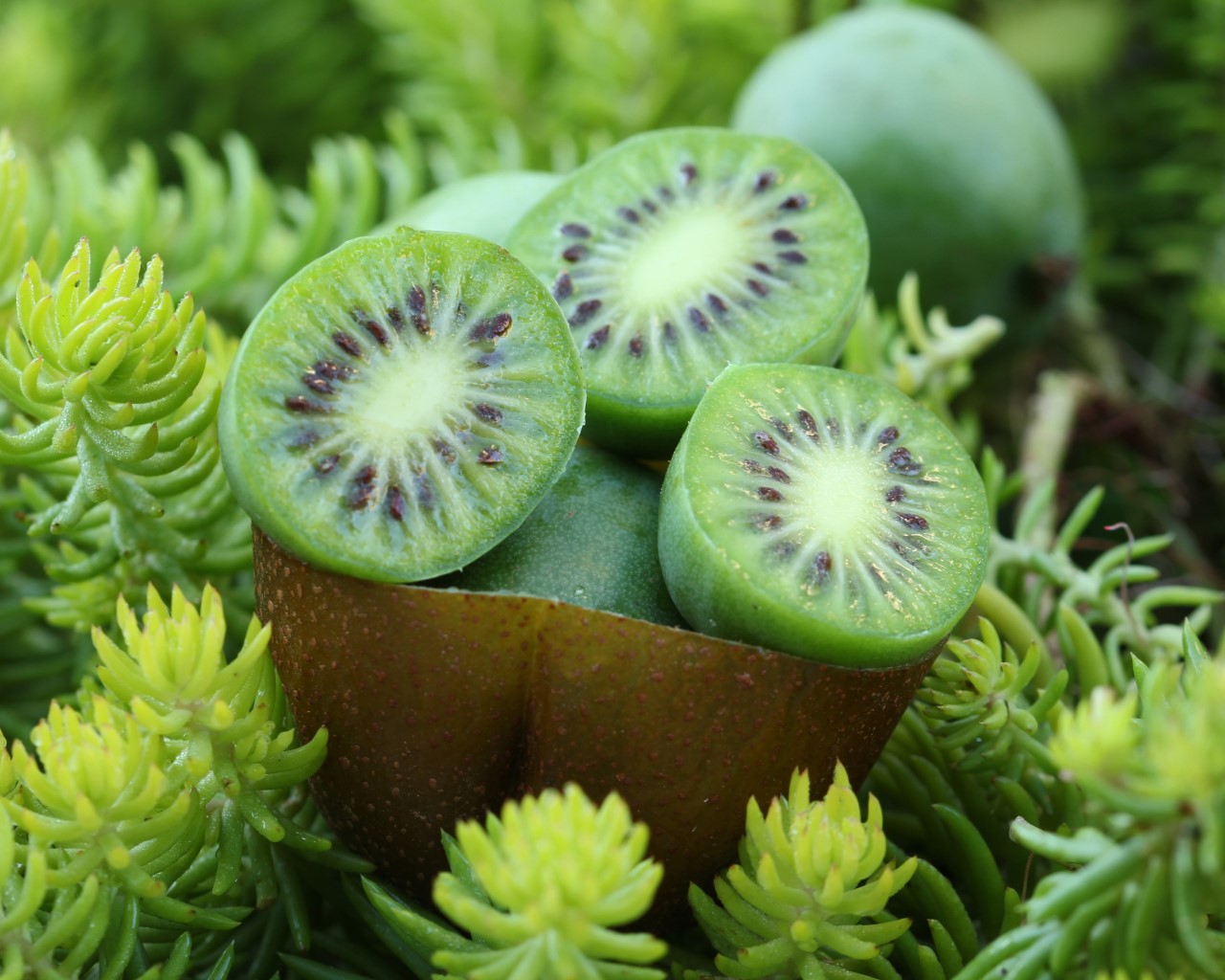 Sadzonki minikiwi Bydgoszcz