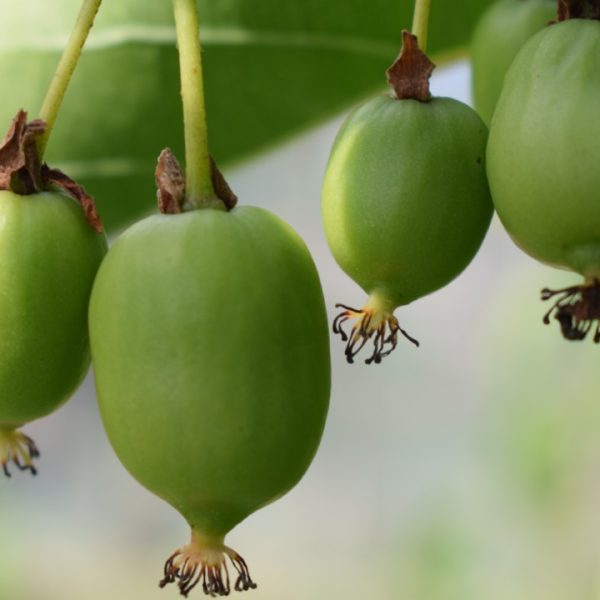 Sadzonki minikiwi Bydgoszcz