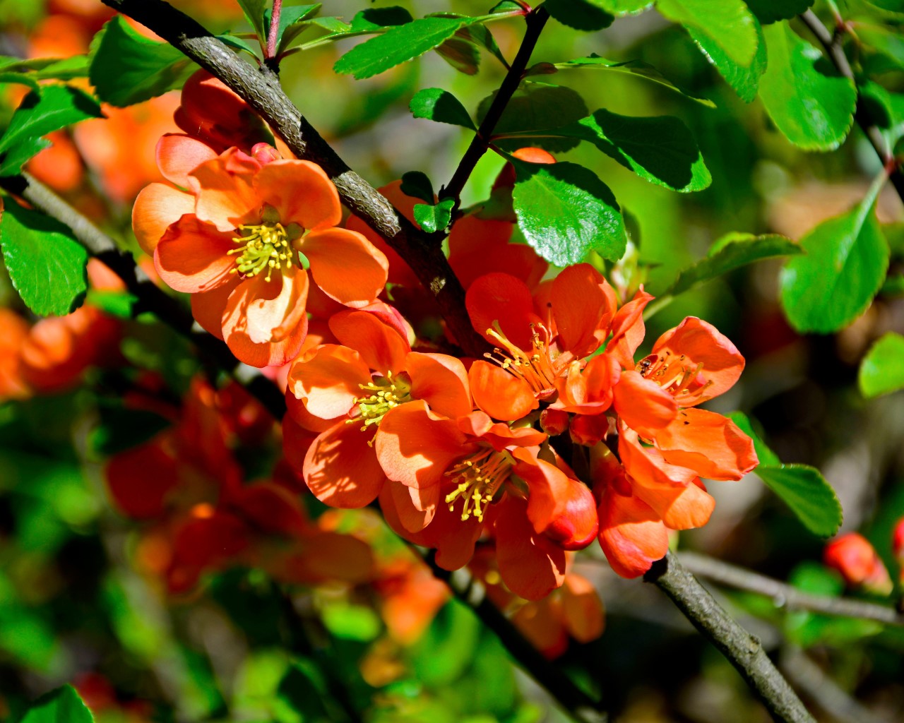 Sadzonki pigwowca Gniezno