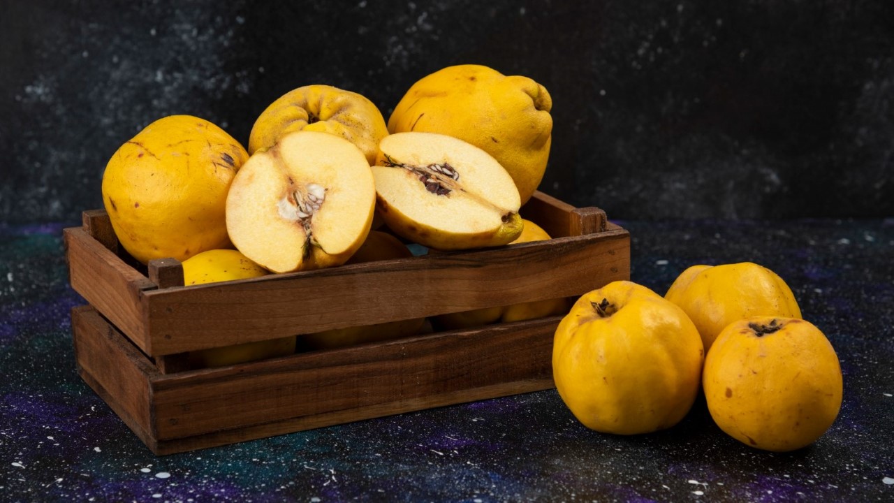 Sadzonki pigwowca Gniezno