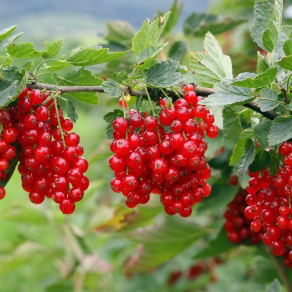 Sadzonki porzeczki Gniezno