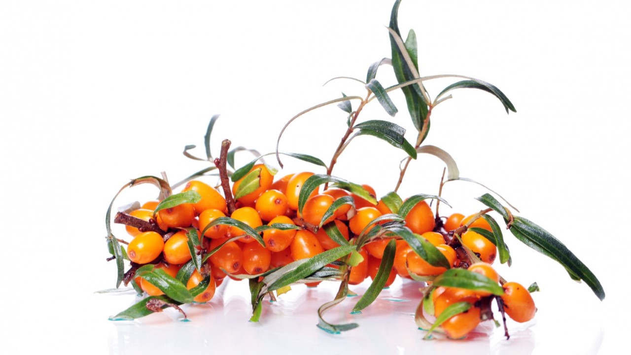 Sadzonki rokitnika Bydgoszcz