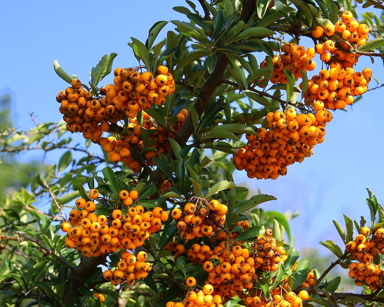 Sadzonki rokitnika Inowrocław