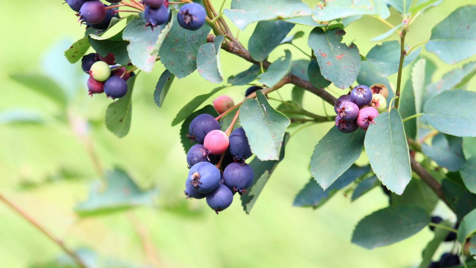 Sadzonki świdośliwa Gniezno