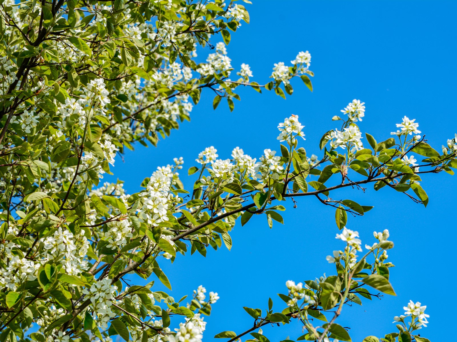 Sadzonki świdośliwa Mogilno
