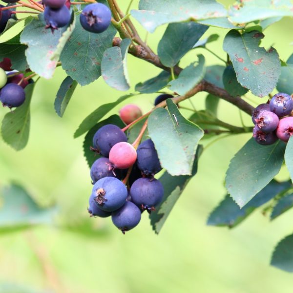 Sadzonki świdośliwa Mogilno