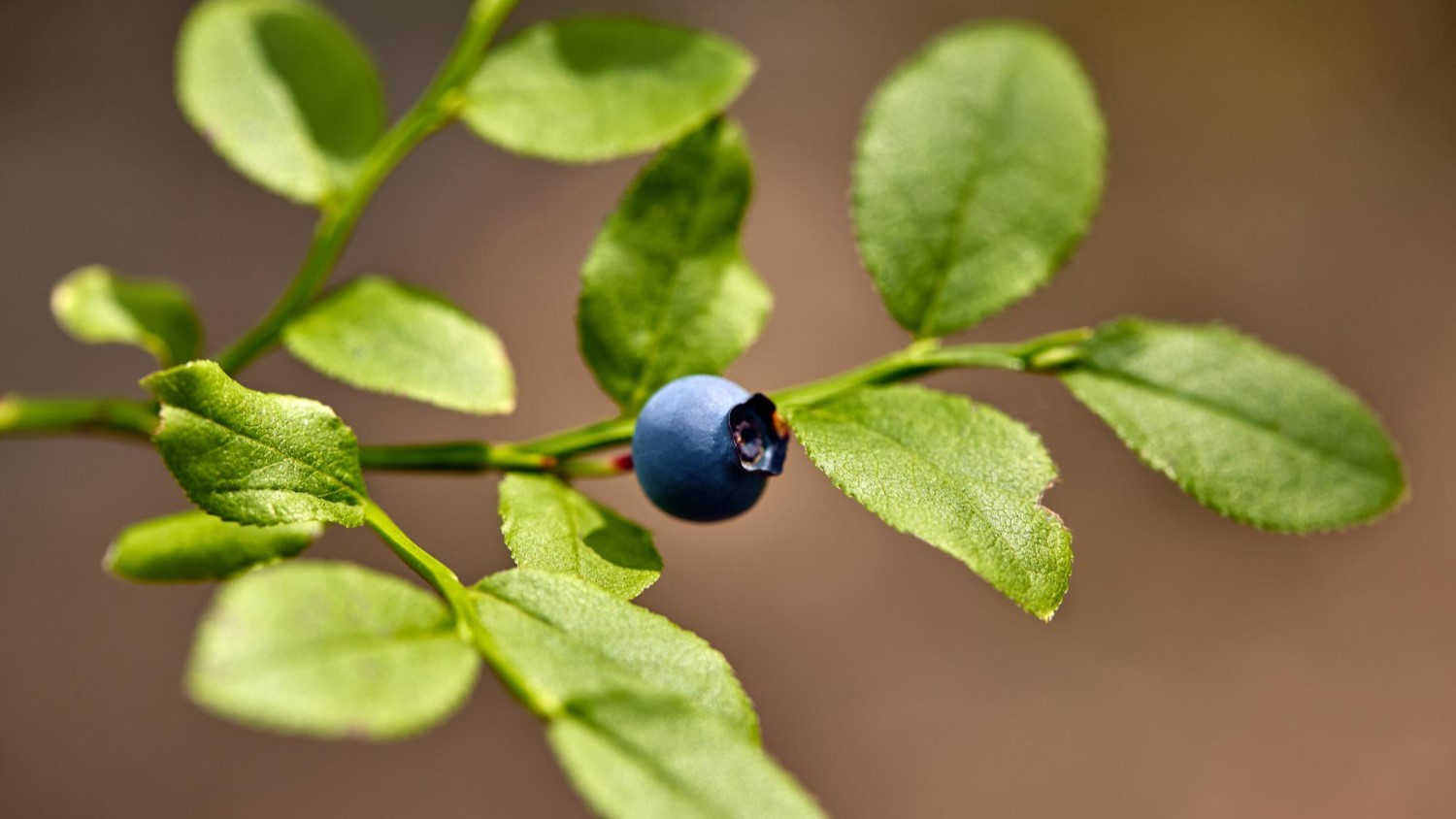 Szkółka krzewów jagodowych Mogilno