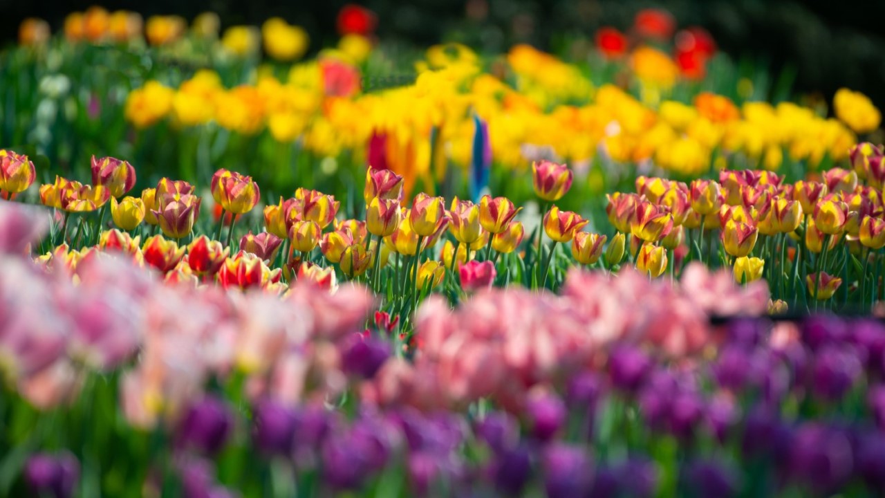 Zakładanie ogrodów Janikowo