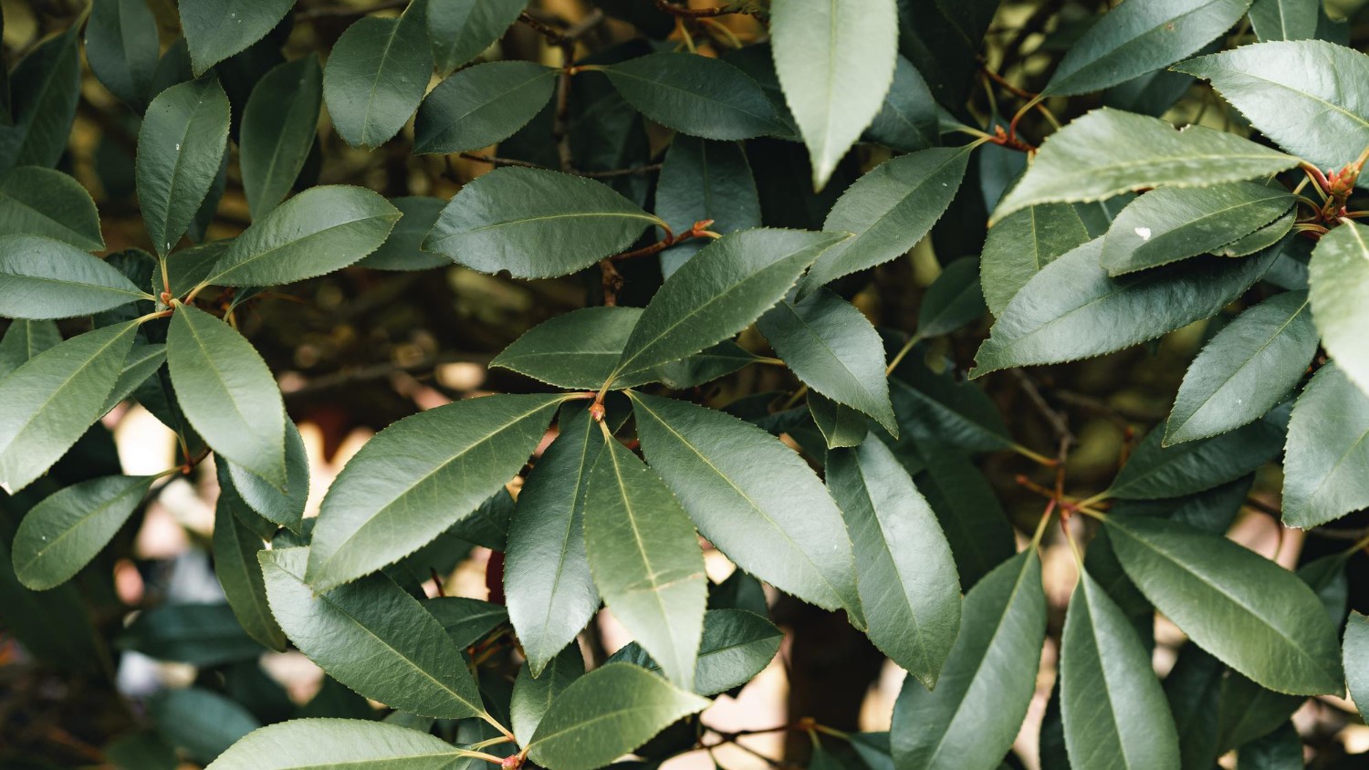 Krzewy ozdobne Gniezno
