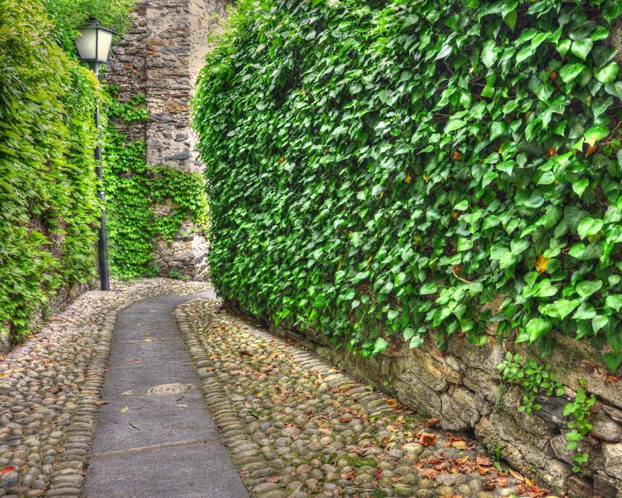 Krzewy ozdobne Mogilno