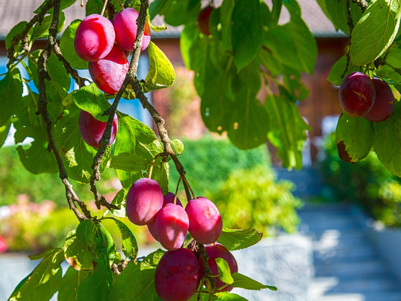 Drzewa owocowe Poznań